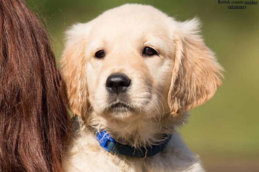  British cream golden retrievers