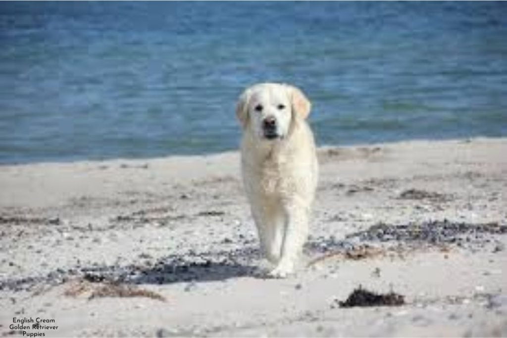 English Cream Golden Retriever Puppies