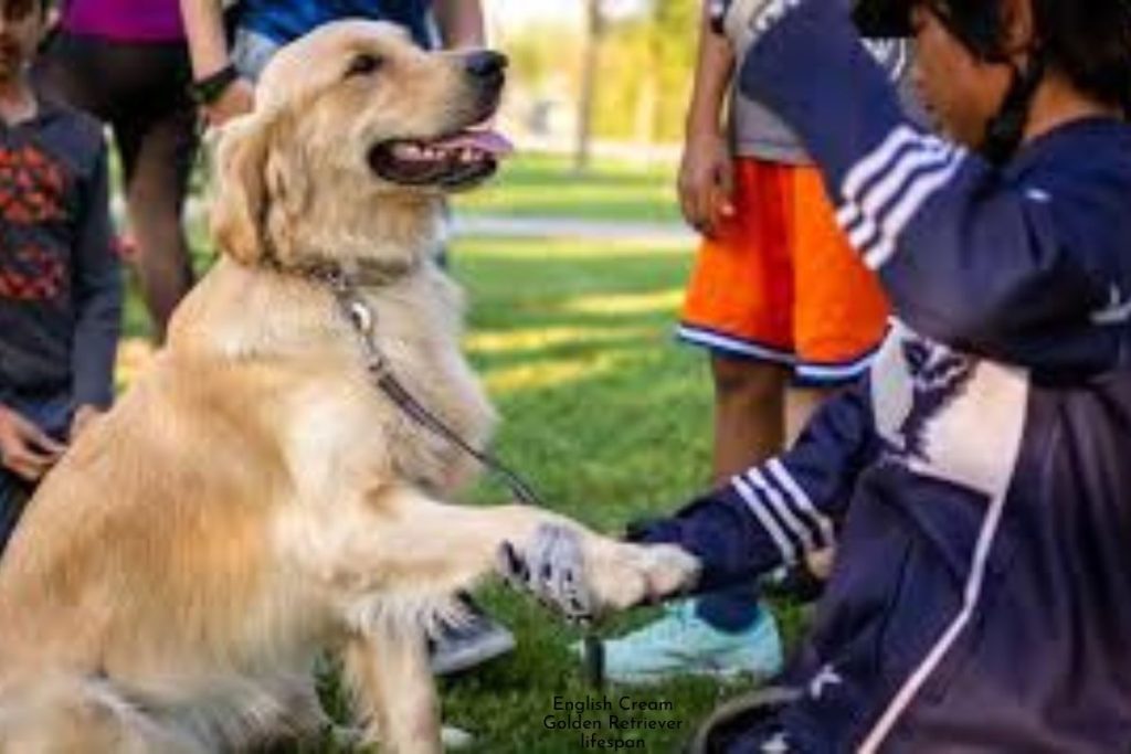 White Cream Golden Retriever lifespan