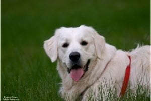 English Cream Golden Retrievers