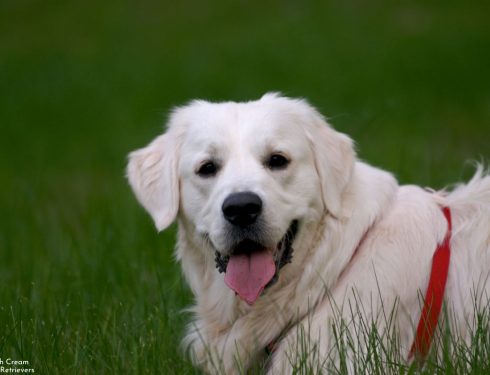 English Cream Golden Retrievers