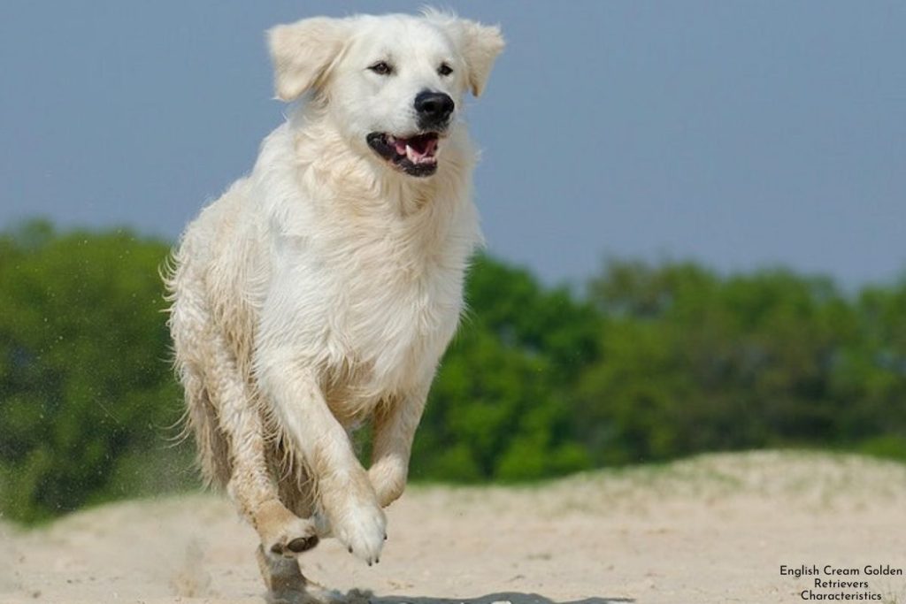 English Cream Golden Retrievers Characteristics