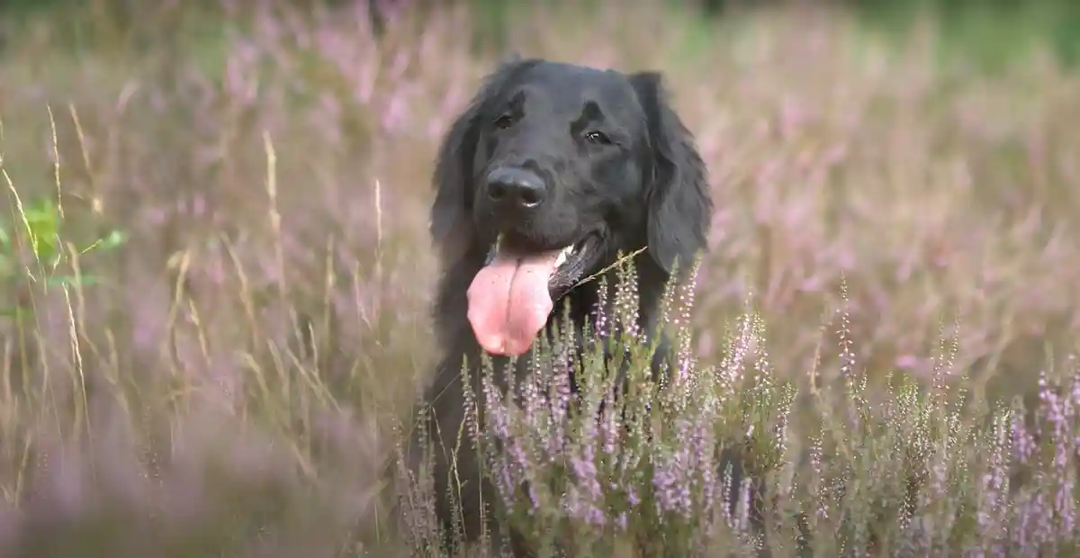 Black Golden Retriever Puppy