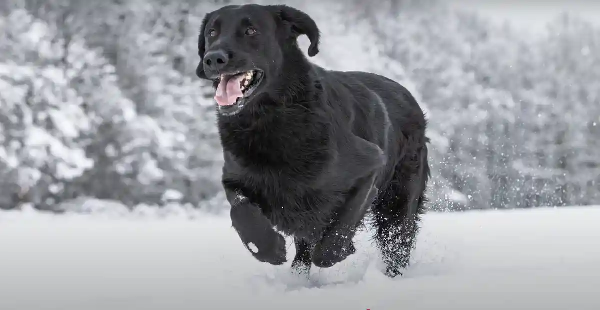 Black Golden Retriever Mystique: Unveiling the Rare Charm