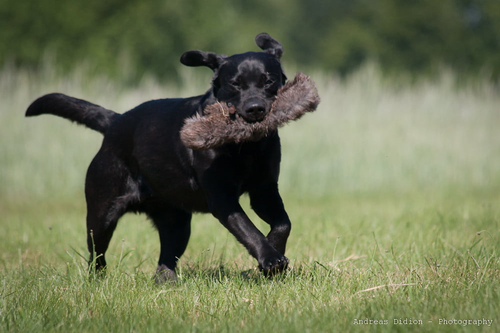 black golden retriever price