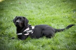 black golden retriever