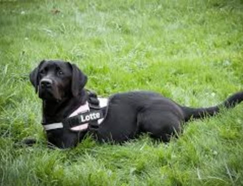 black golden retriever