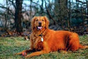 red golden retriever