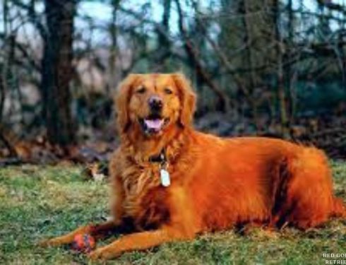 red golden retriever