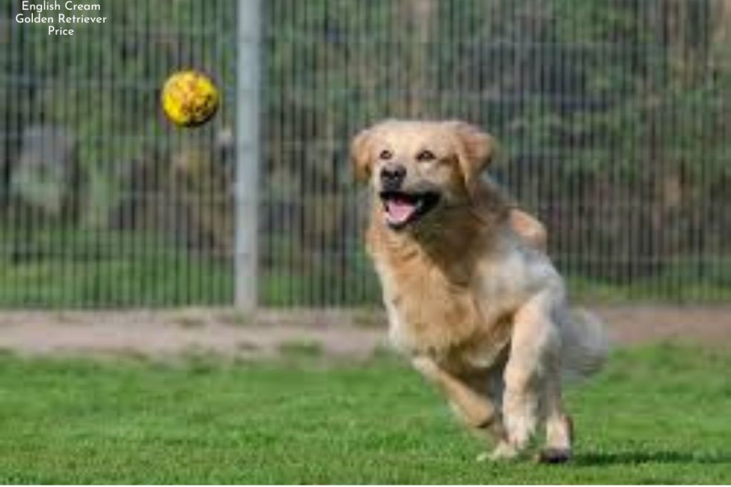 English Cream Golden Retriever Price