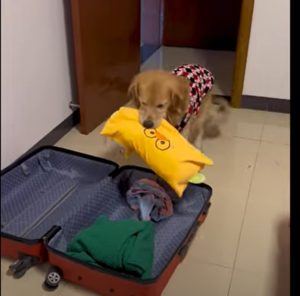 golden retriever packs suitcase