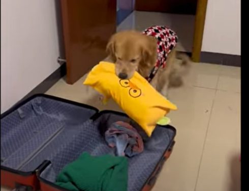 golden retriever packs suitcase