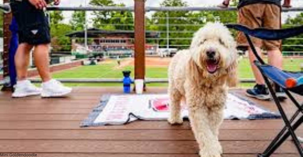 Mini Goldendoodle