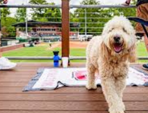 Mini Goldendoodle