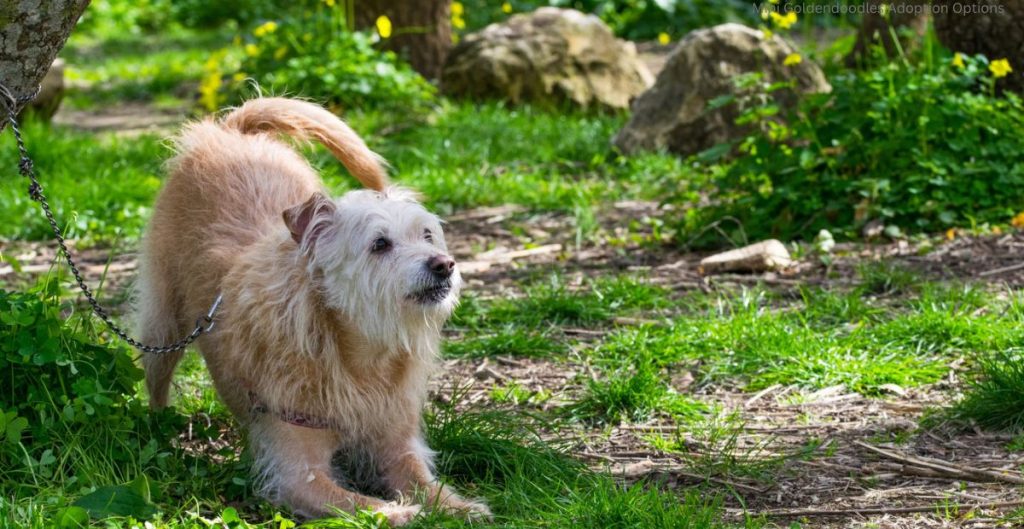  Mini Goldendoodles Adoption Options