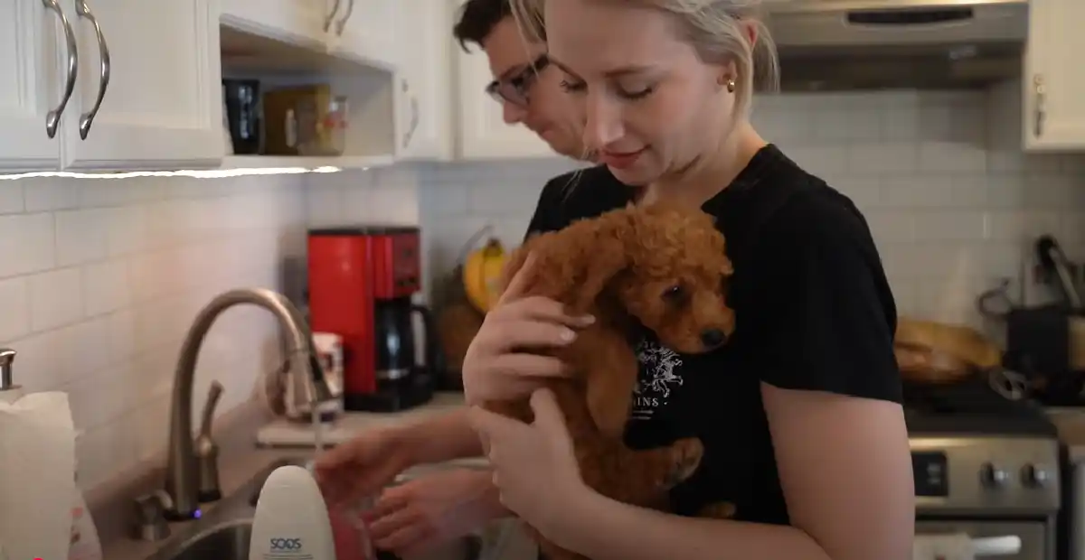 Mini Goldendoodle