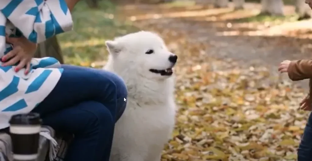 Benefits of Having a White Golden Retriever