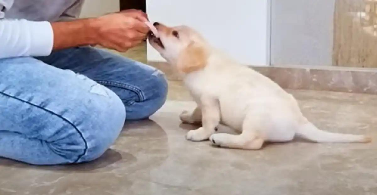 Golden Retriever Puppies