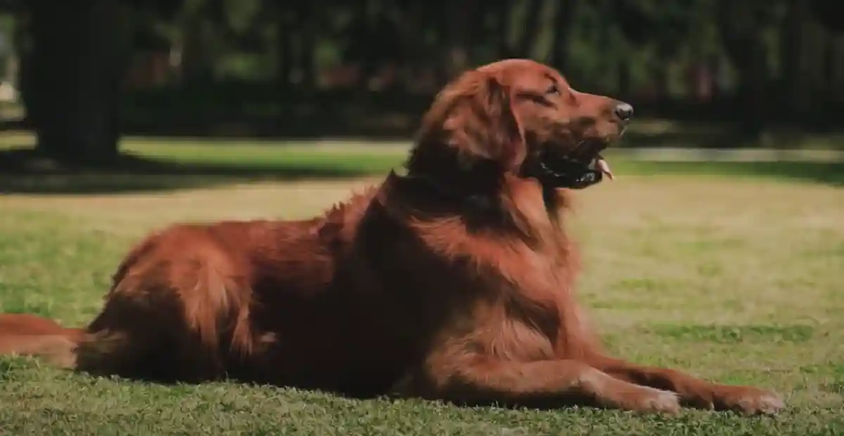 When Is National Golden Retriever Day