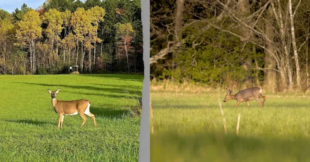 Cades Cove wildlife loop