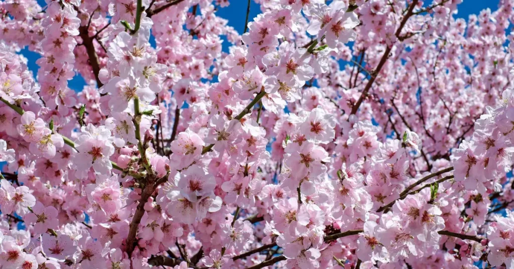 Experience the Cherry Festival in Full Bloom
