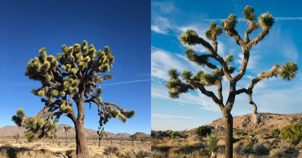 Joshua Tree National Park