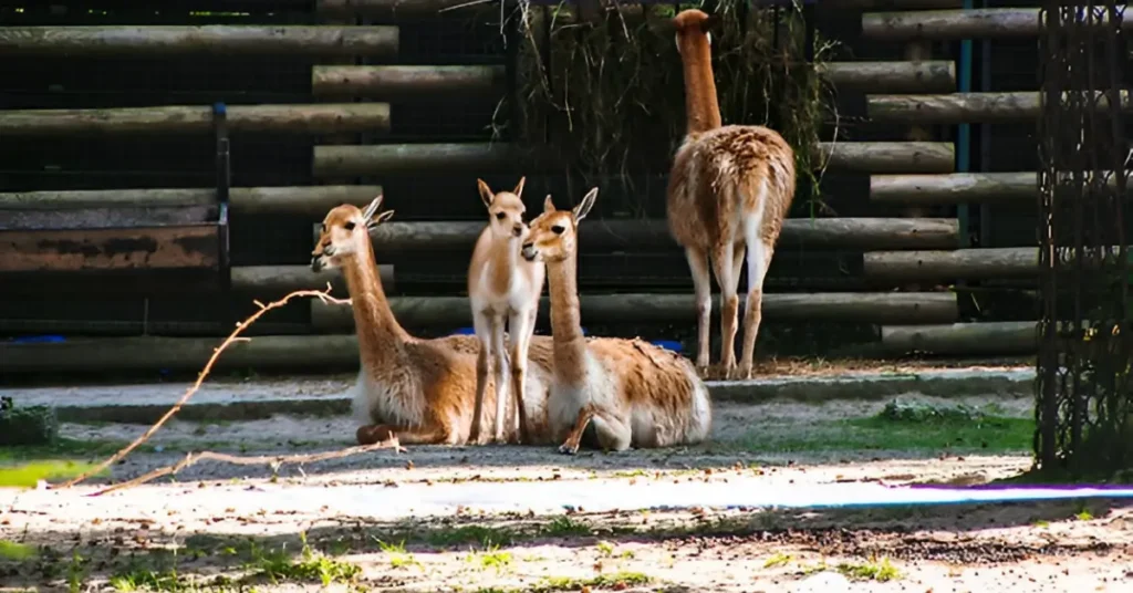 Nashville Zoo