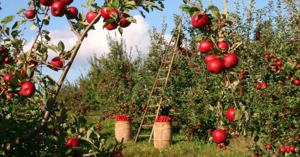 Pick Fruit in the Fruita Orchards