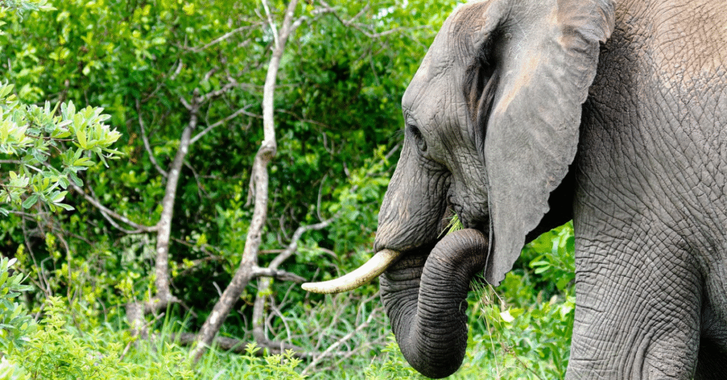Kruger National Park