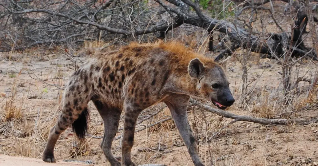 Kruger National Park