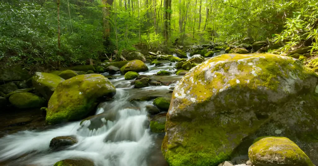 Roaring Fork Motor Nature Trail