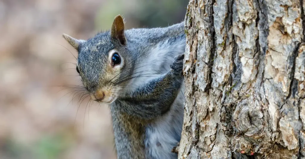 Wildlife Watching in the Smokies