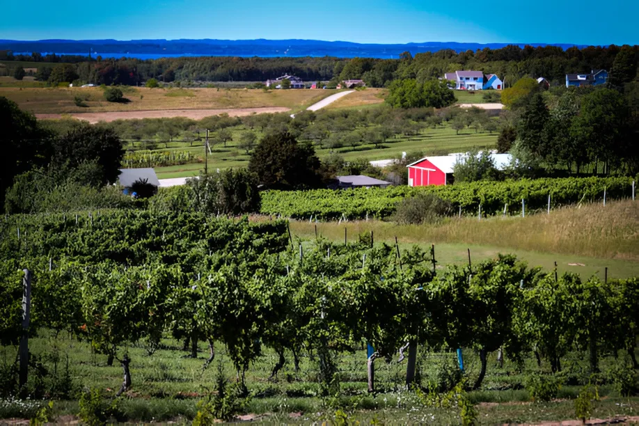 12 Corners Vineyards