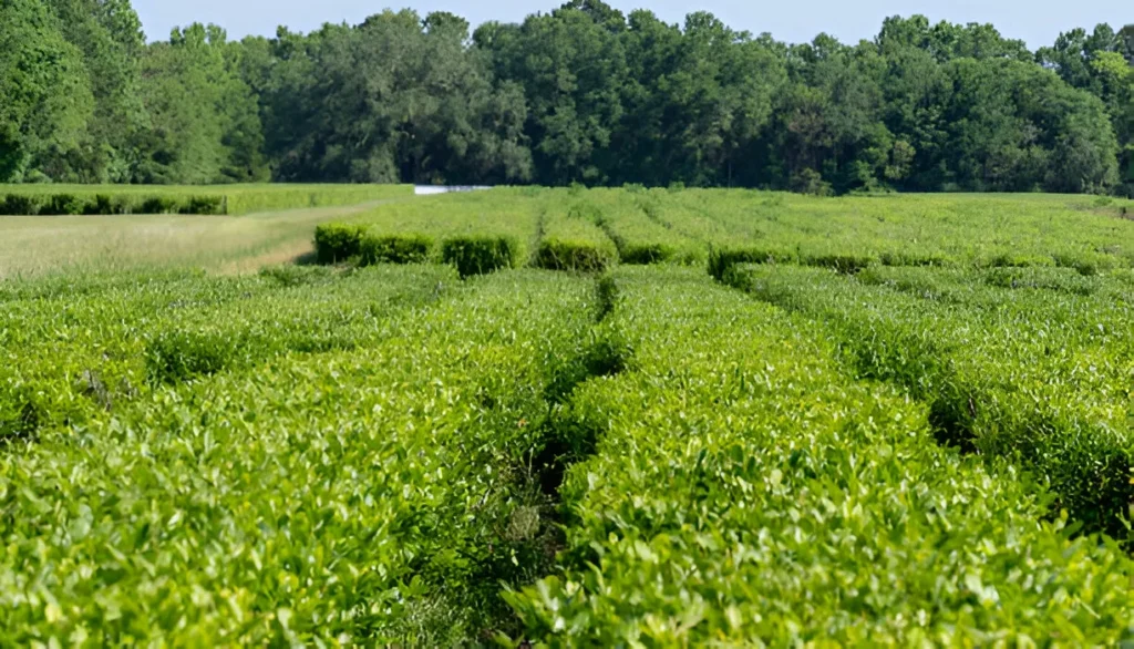 Charleston Tea Garden