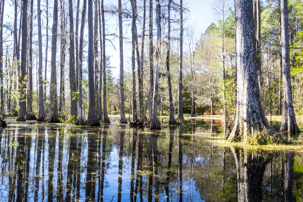 Cypress Gardens