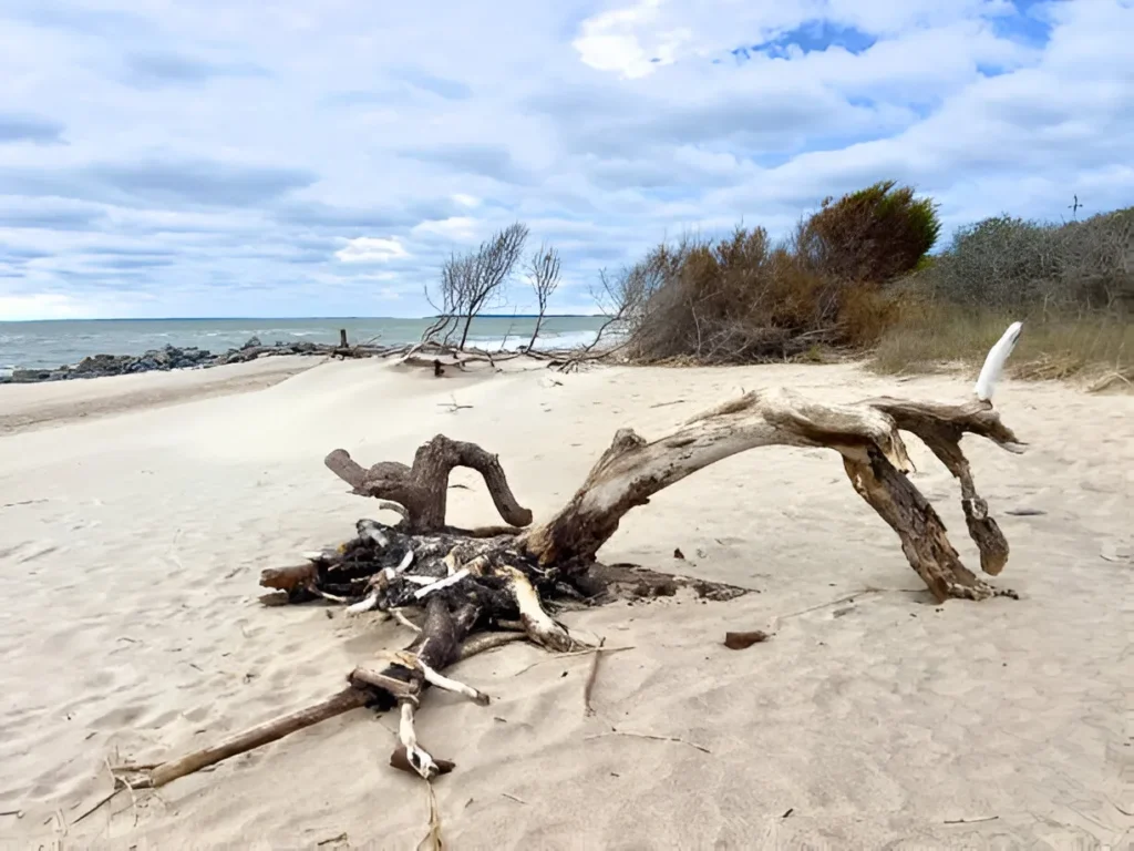 Edisto Island
