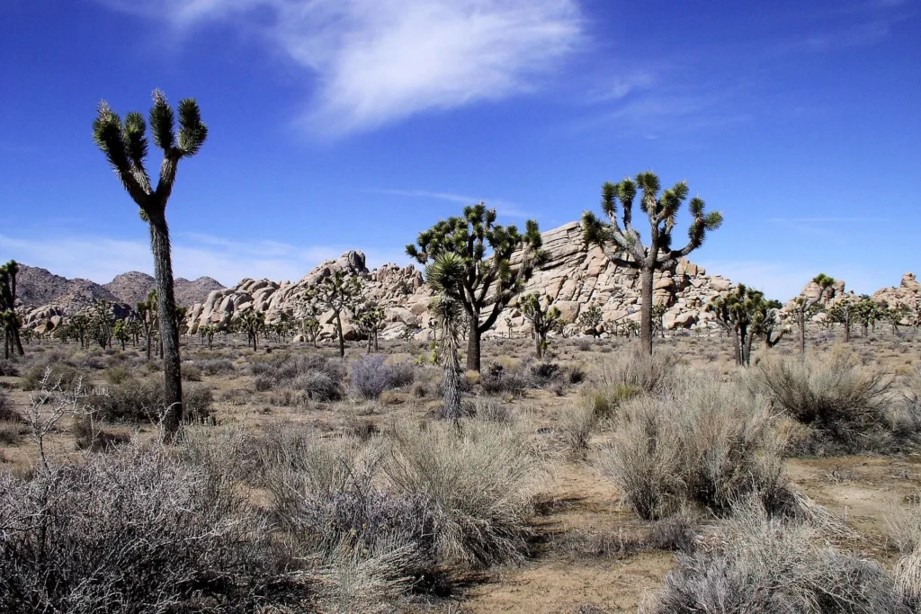 Joshua Tree National Park
