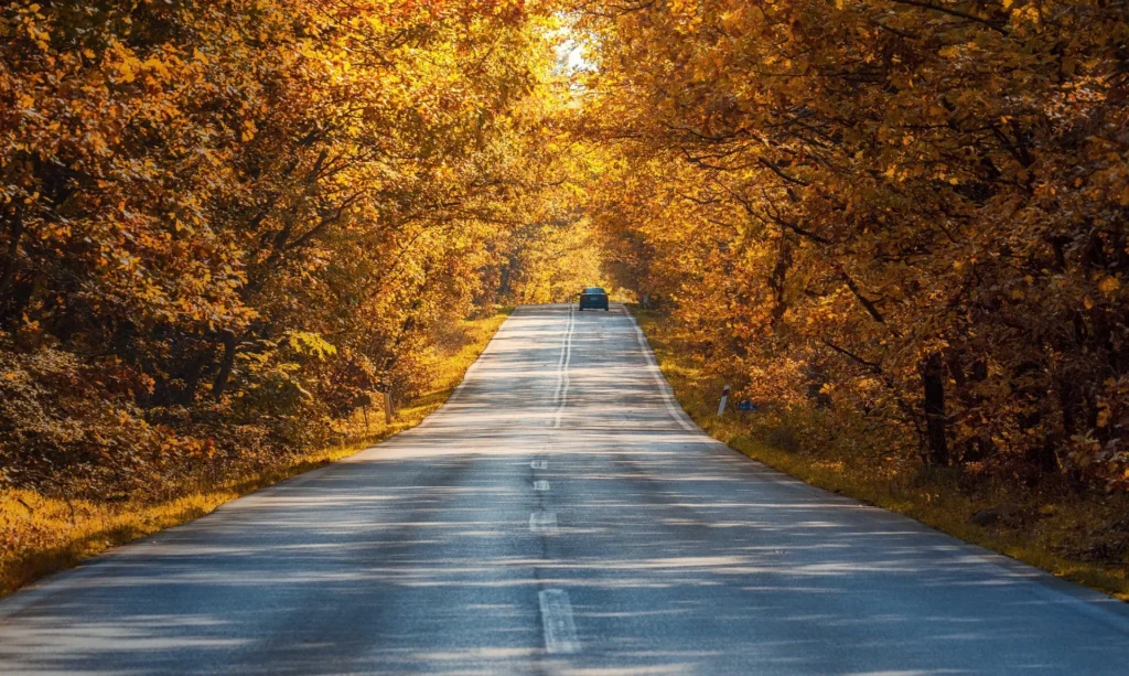 Ride the Tunnel of Trees Scenic Drive