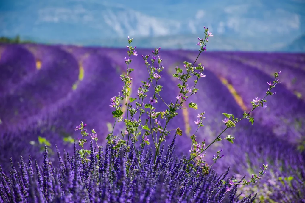Wander the Lavender Fields in Harbor Springs