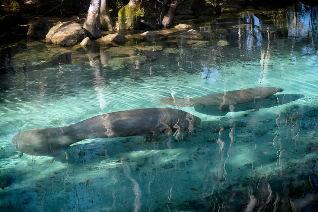 Best Things to Do in Crystal River Florida