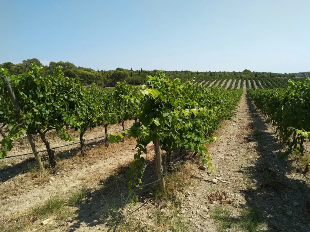 Go Wine Tasting or Vineyard Hopping