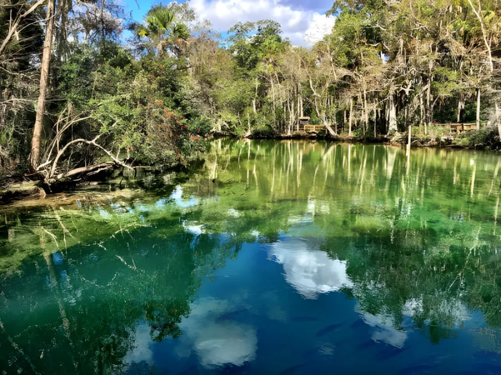 Best Things to Do in Crystal River Florida