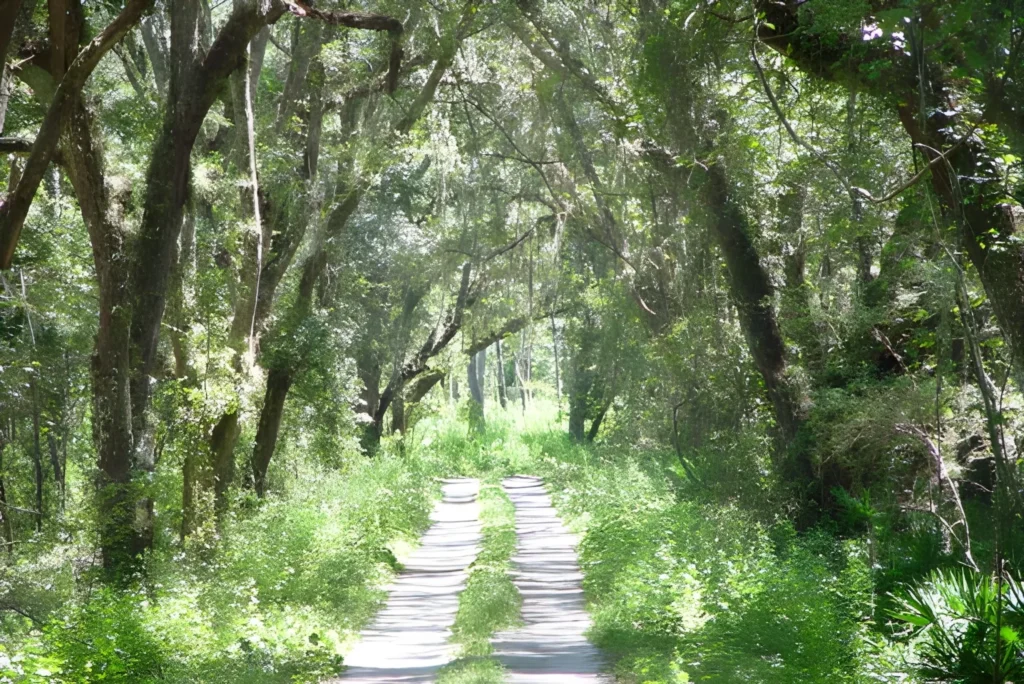 Best Things to Do in Crystal River Florida