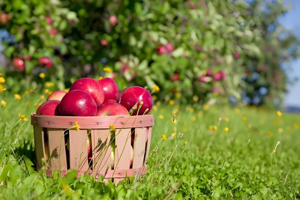 Go Apple Picking