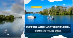 Swimming with Manatees in Florida - Complete Travel Guide