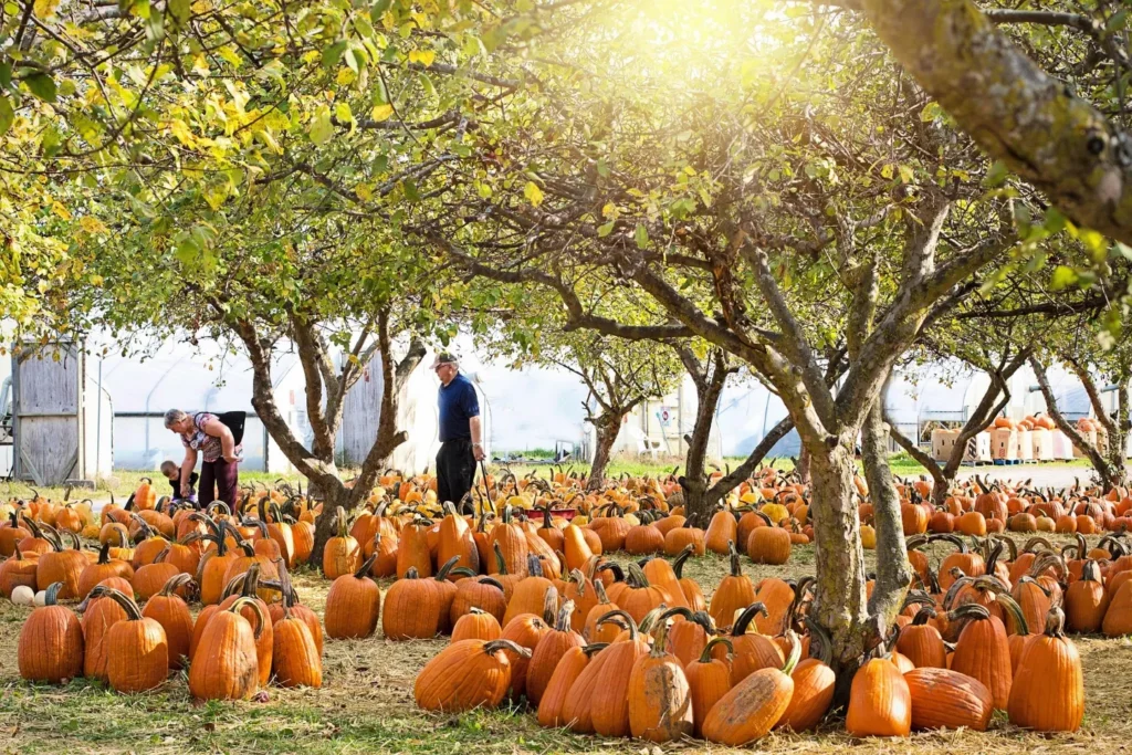 Visit a Pumpkin Patch or Corn Maze